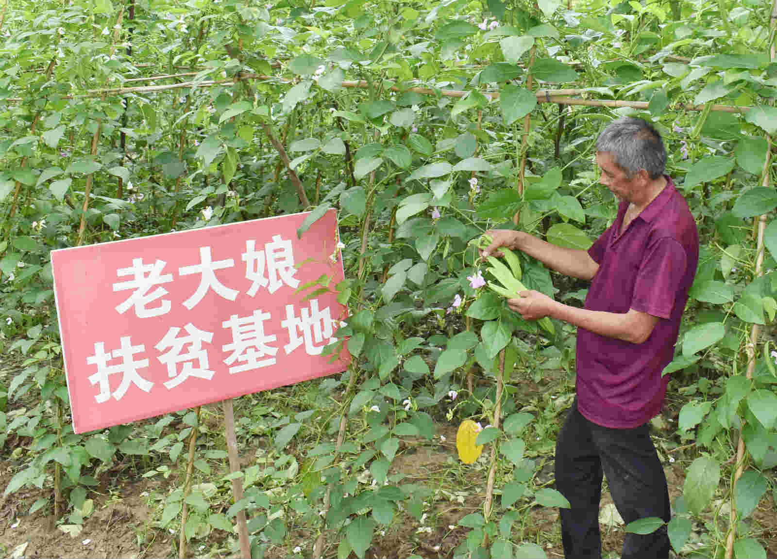 凯发天生一触即发湖南味味美：一片小刀豆助力大扶贫